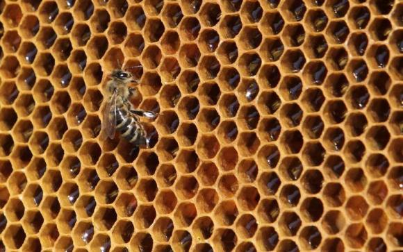 EU study finds honey bees death rates are lower than feared Photo: David W Cerny