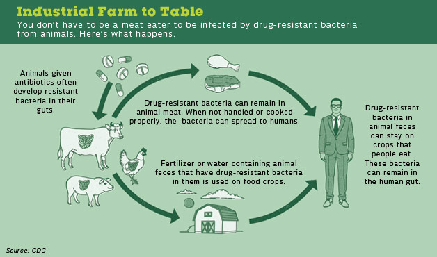 antibiotic-animal-cycle.CDC