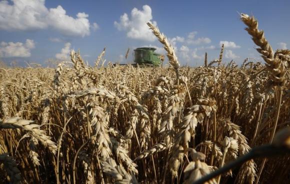 U.S. farmers fight poisonous wheat fungus with cleaning, waiting Photo: Jim Young
