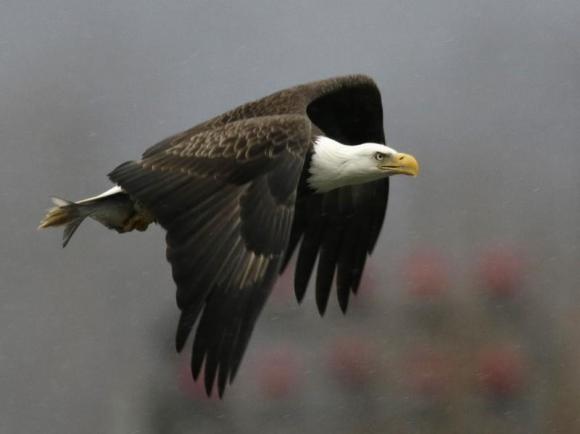 U.S. effort to protect bald eagle suffers legal setback Photo: Gary Cameron