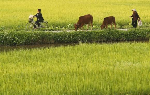 Roads expanding fast worldwide, better planning needed to aid food output : study Photo: Kham
