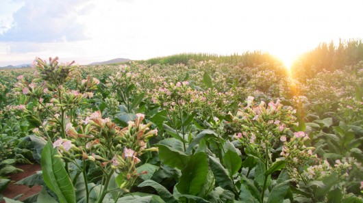 Boeing plans to harness South African farmers' knowledge of tobacco growing to produce sus...