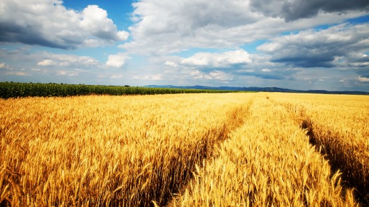 A new study predicts that global crop yields could fall by up to ten percent in the next 3...