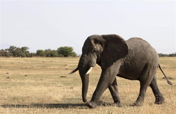 Tanzania president says poaching boom threatens elephant population Photo: Noor Khamis