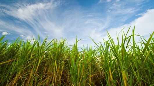 Scientists are working on a biofuel-producing strain of sugarcane  (Photo: Shutterstock) 
