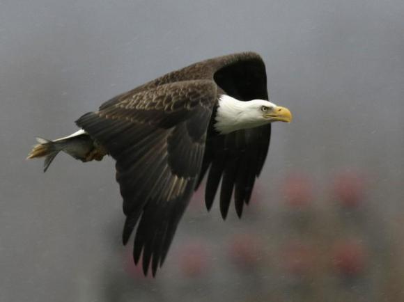 West Nile virus blamed for death of bald eagles in Utah Photo: Gary Cameron