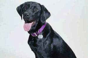 Dogs poop in line with the Earth's magnetic field Dogs poop in line with the Earth's magnetic field