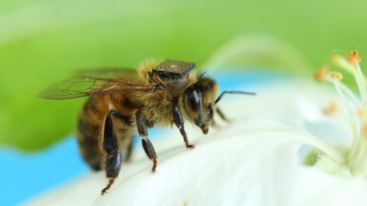 Approximately 5,000 bees are receiving RFID tags like this one 