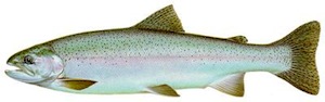 Steelhead trout (San Francisco State University  Department of Geography)