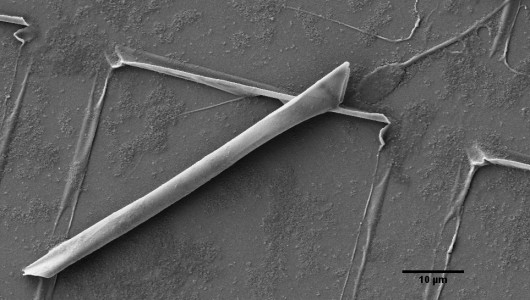 Scanning Electron Microscopic image of a rolled-up microtube, with the bull sperm cell at ...