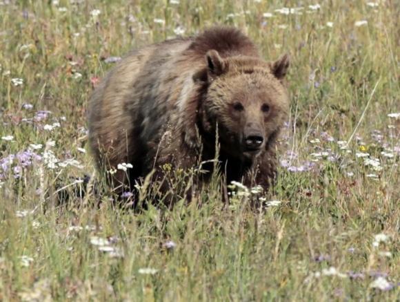 Conservation group demands U.S. restore grizzly bears to native range Photo: Lucy Nicholson