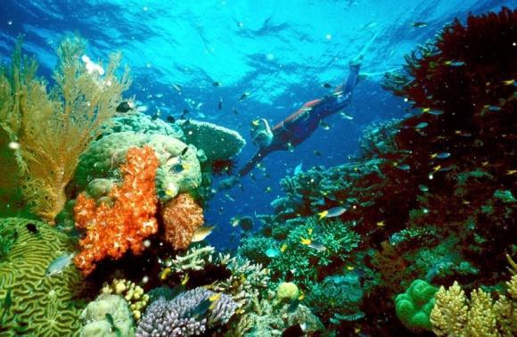 Australia makes strides in cleaning up Great Barrier Reef - U.N. body Photo: HO
