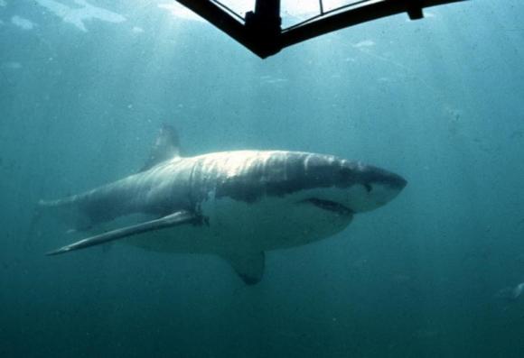 Study points to increase in great white sharks off U.S. Atlantic Coast Photo: Reuters