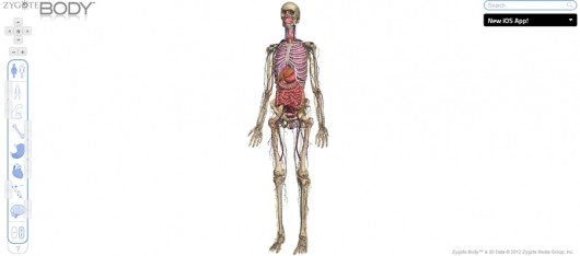 Google Body allows users to explore 3D renderings of the human body