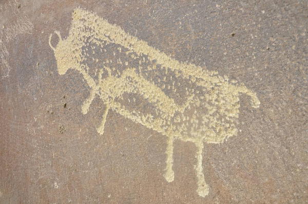 The vandalism occurred near this petroglyph that is called Pregnant Buffalo in Nine Mile Canyon in Utah. (Jerry Spangler, Colorado Plateau Archaeological Alliance)