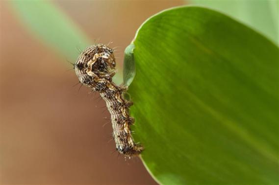 New threat to Brazil's breadbasket: a pesky caterpillar Photo: Fabiano Bastos-Embrapa