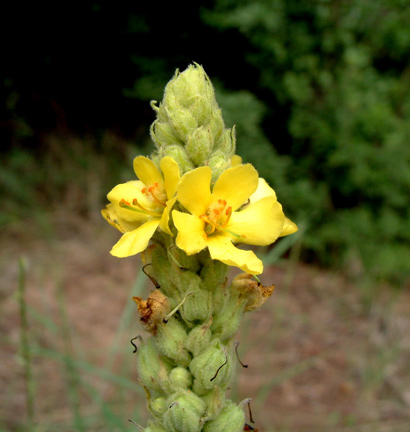 Mullein-fl1