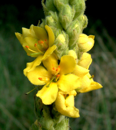 Mullein-fl3