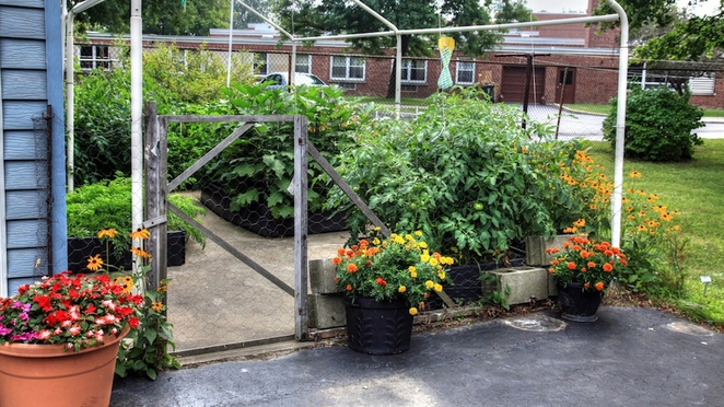 backyard vegetable garden