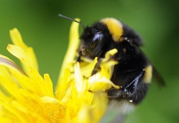 Environmentalists sue to list bumble bee as endangered Photo: Russell Cheyne