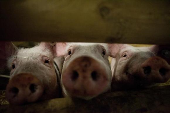 Exclusive: Deadly pig virus re-infects U.S. farm, fuels supply fears Photo: Thomas Peter