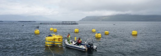 A small network of 6-metre squids