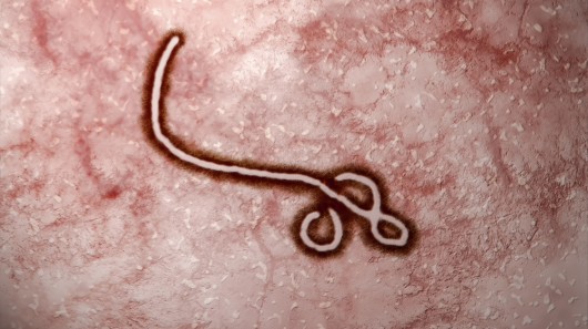 An Ebola vaccine delivered through the nose and into the airways could help reduce the spr...