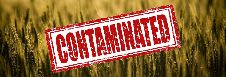 End of Organic? Report Says GMO Crop Contamination Cannot Be Stopped