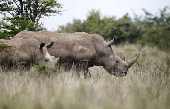 Global wildlife populations down by half since 1970: WWF Photo: Thomas Mukoya