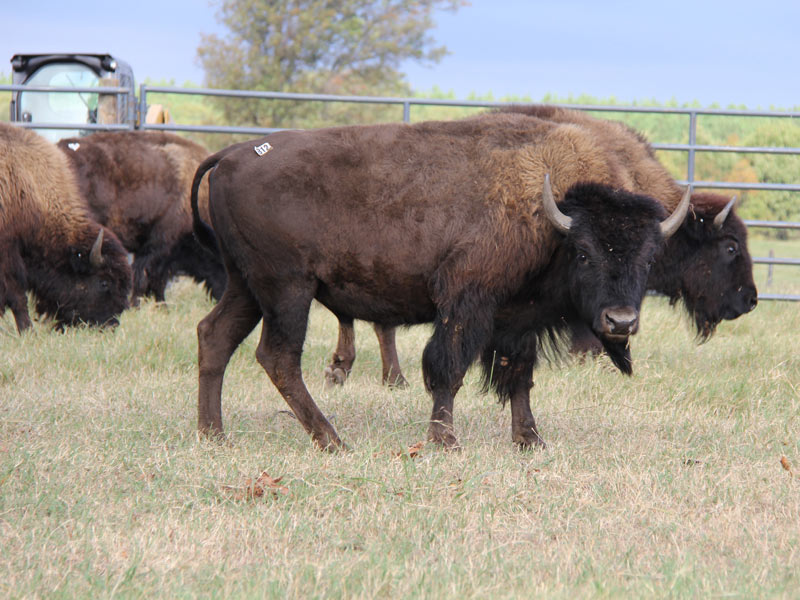 Female bison graze on Cherokee Nation land in Delaware County. Cows can weigh up to 1,100 pounds and bulls can weight up to 2,000 pounds. JAMI MURPHY/CHEROKEE PHOENIX