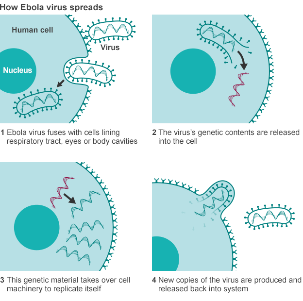 How Ebola spreads