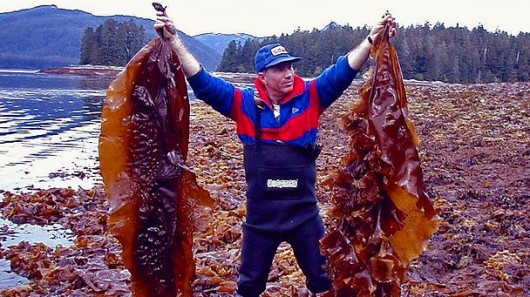 Sugar kelp yields a lot of bio-oil  if you put the heat on (Photo: NOAA)