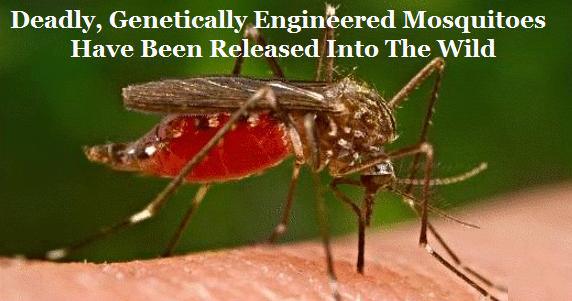 First GMO Mosquitoes: Now Oxitec Wants to Release GMO Moths in New York