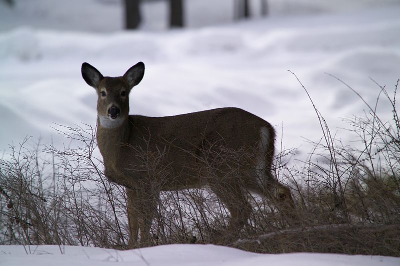 A whitetail deer in winter. (Wikimedia Commons)