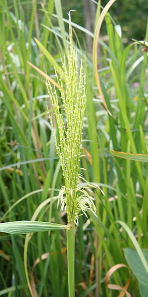 The wild rice plant, a tall and slender marshland inhabitant, is more commonly referred to by biologists as Zizania Aquatica. (Wikimedia Commons)