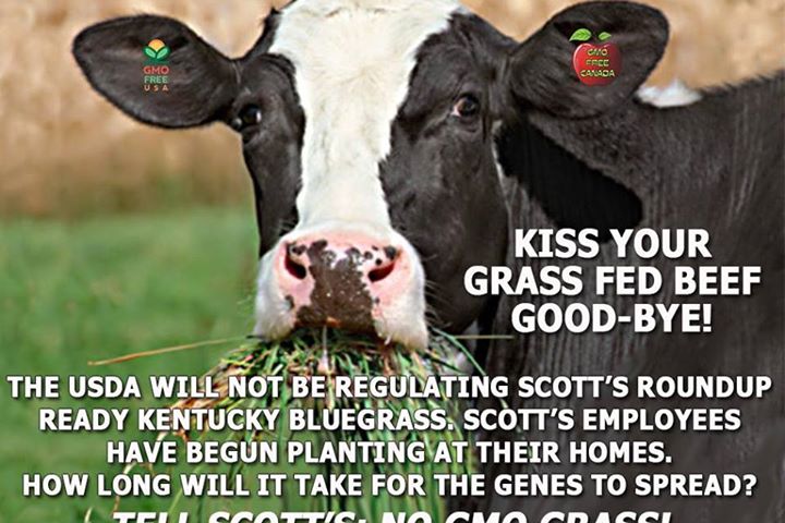 Kiss Your Grass-Fed Beef Goodbye! GMO Grass About to Be Approved