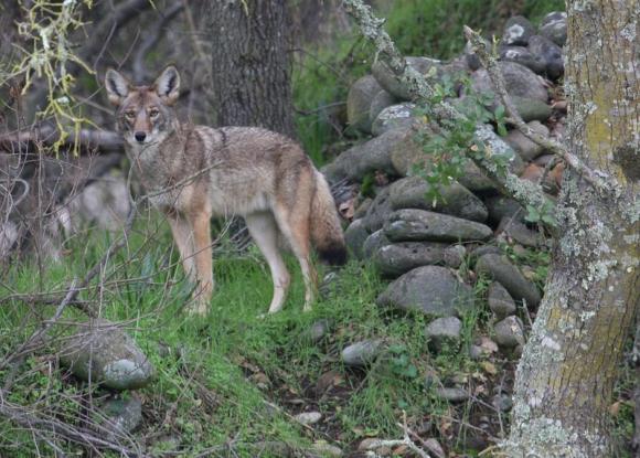 California town approves coyote trapping after spike in pet attacks Photo: US Fish and Wildlife Service/Handout via Reuters