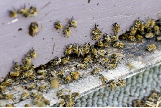 The Ontario Beekeepers Association says pesticides called neonicotinoids are affecting the nervous systems of bees.