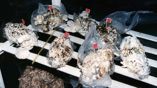 Mushrooms grown in used diapers help reduce waste volume by up to 80 percent