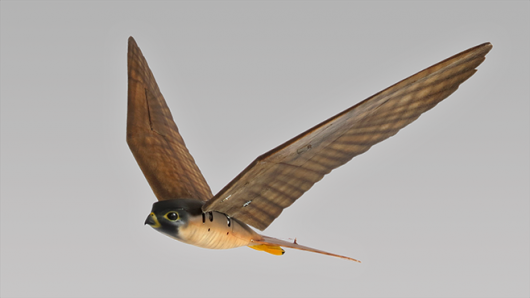 Robot raptors that fly like the real thing are designed to act as a deterrent to flocks of...