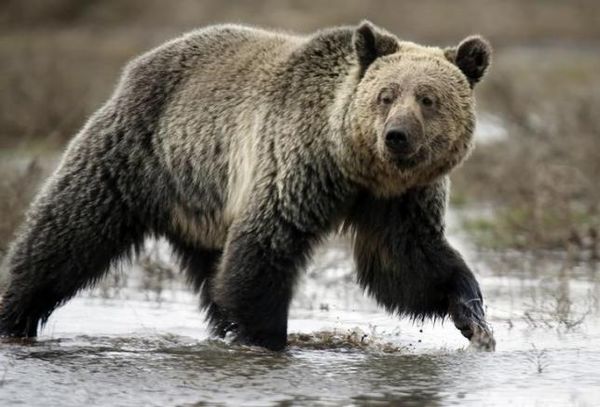 Groups sue U.S. to halt killing of grizzlies near Yellowstone Photo: Jim Urquhart