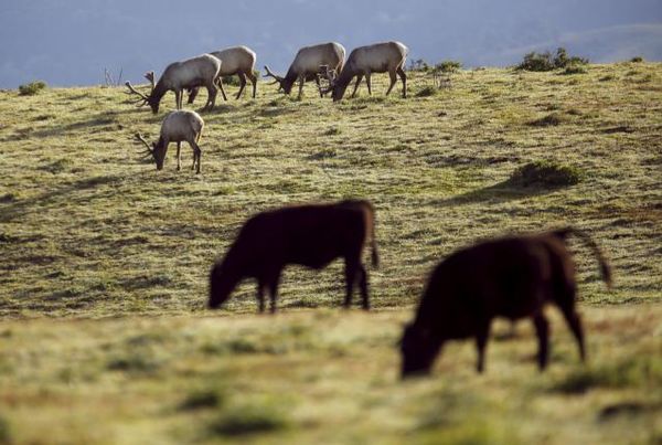 California drought causes cattle and elk to lock horns over pasture Photo: Robert Galbraith