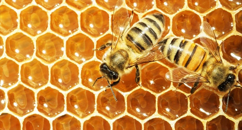 Working bees on honey cells (Shutterstock)