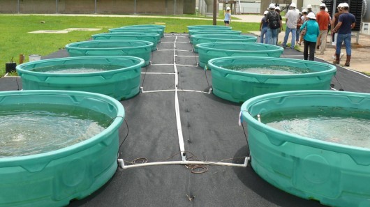 Algae grows in pools of wastewater in Houston, Texas (Photo: Rice University) 