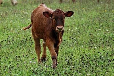 Brown Calf Brown Calf