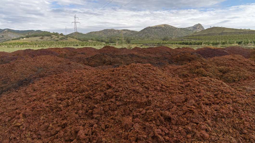 Mounds of grape marc could be made into litres of biofuel