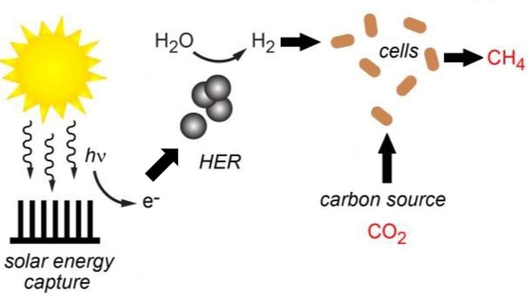 The enhanced hybrid artificial photosynthesis system produces hydrogen, which is used to them produce methane from carbon dioxide