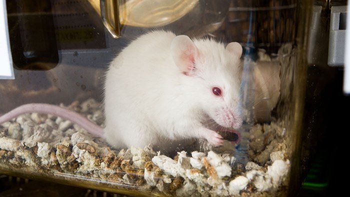 The research wouldn't have been possible without the use of genetically modified mice