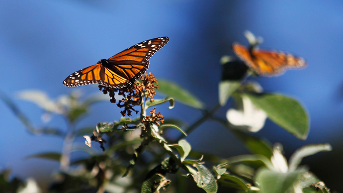 Monsantos Roundup System Threatens Extinction Of Monarch Butterflies  Report  6 February 2015