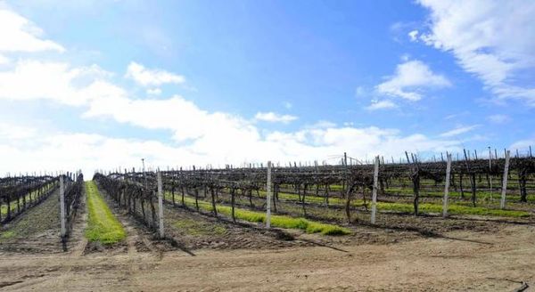 Harvard buys up water rights in drought-hit wine country Photo: Phil Klein